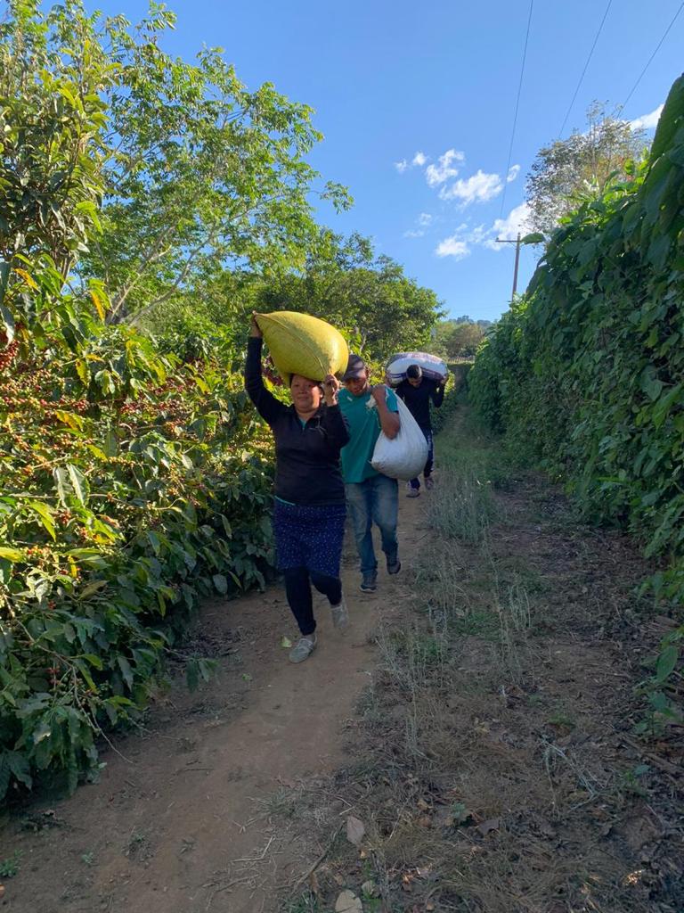 El Salvador Los Amates Natural - 31530 - GrainPro Bags - SPOT RCWHSE