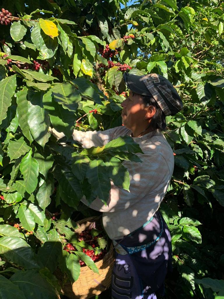 El Salvador Los Amates Natural - 31530 - GrainPro Bags - SPOT RCWHSE