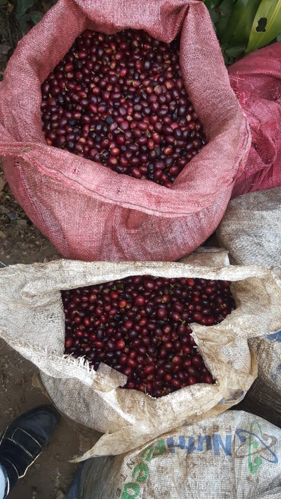 El Salvador Los Amates Natural - 31530 - GrainPro Bags - SPOT RCWHSE