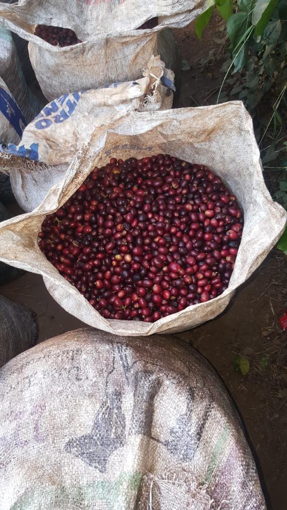 El Salvador Los Amates Natural - 31530-1 - GrainPro Bags - SPOT SEAFORTH
