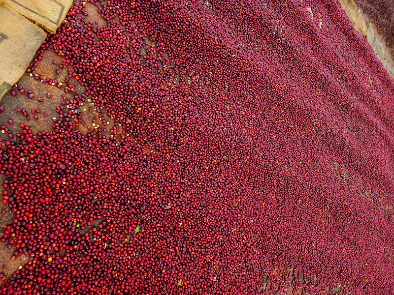 El Salvador Los Amates Natural - 31530 - GrainPro Bags - SPOT RCWHSE