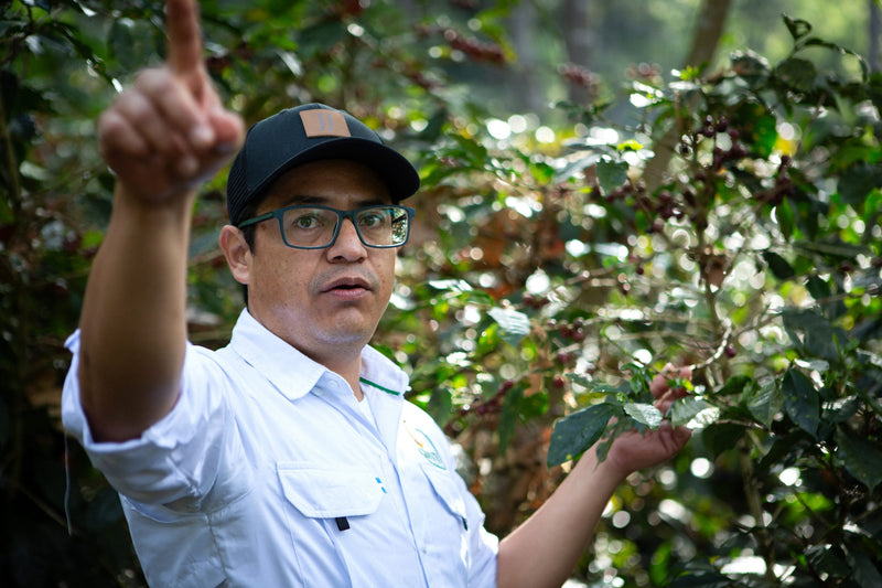GUATEMALA FT-FLO/USA ORGANIC EL GUAYA'B SHB EP 85+ - *51786* - 25329-2 - GrainPro Bags - SPOT SEAFORTH
