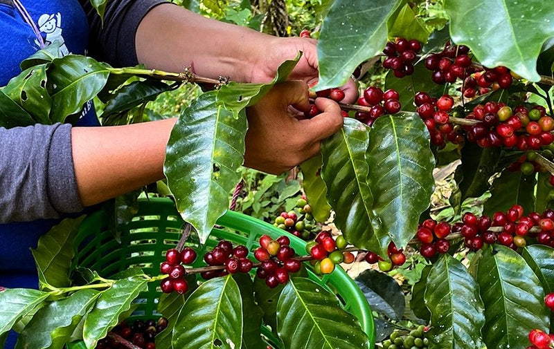 DECAF MEXICO FT-FLO/USA ORGANIC CHIAPAS ROYAL SELECT WATER PROCESS - 28221-3 - SPOT COSEATAC