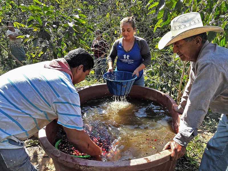 MEXICO ORGANIC ALTOS DE CHIAPAS SHG EP - *49516* - 24315 - SPOT RCWHSE