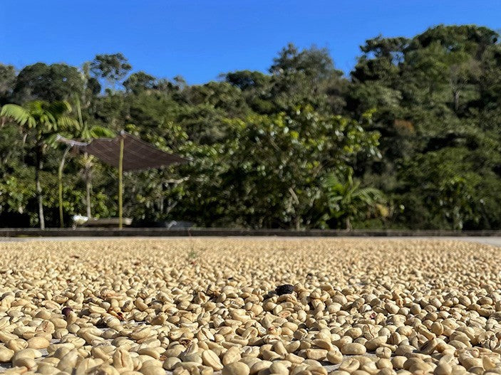 DECAF MEXICO FT ORGANIC CHIAPAS ROYAL SELECT WATER PROCESS - 29279 - SPOT RCWHSE