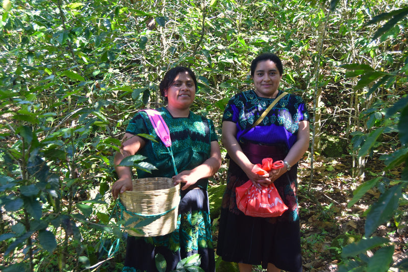 MEXICO FT-FLO ORGANIC CHIAPAS TZELTAL TZOTZIL ALTURA EP - 30754 - GrainPro Bags - SPOT RCWHSE