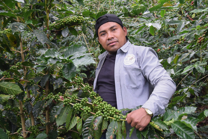 MEXICO FT-FLO ORGANIC CHIAPAS TZELTAL TZOTZIL ALTURA EP - 28313-1 - SPOT COSEATAC