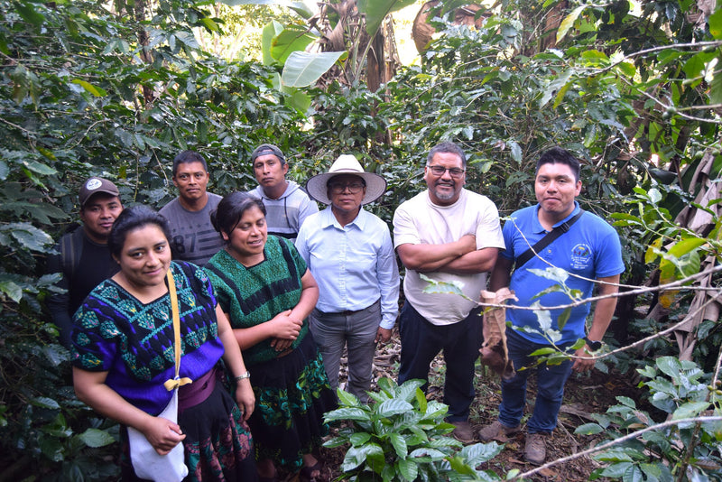 MEXICO FT-FLO ORGANIC CHIAPAS TZELTAL TZOTZIL ALTURA EP - 28313-1 - SPOT COSEATAC