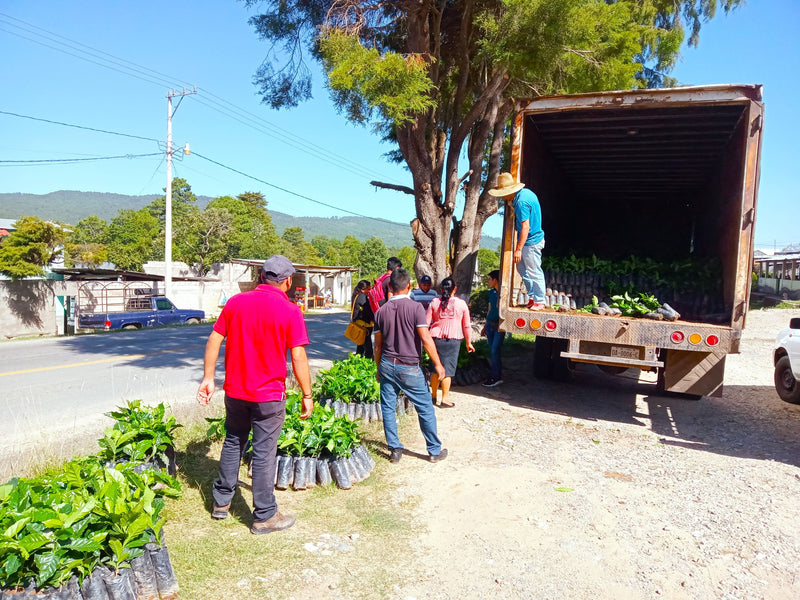 MEXICO FT-FLO ORGANIC CHIAPAS CABONOCH HG EP - 33962 - Ecotact Bags - SPOT COSEATAC