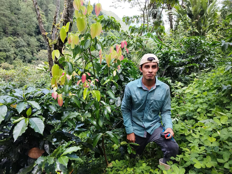 MEXICO FT-FLO ORGANIC TRIUNFO VERDE - 40140 - GrainPro Bags - SPOT RCWHSE