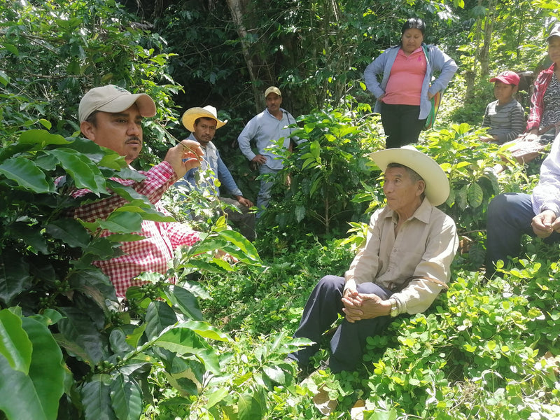 MEXICO FT-FLO ORGANIC TRIUNFO VERDE - 40140 - GrainPro Bags - SPOT RCWHSE
