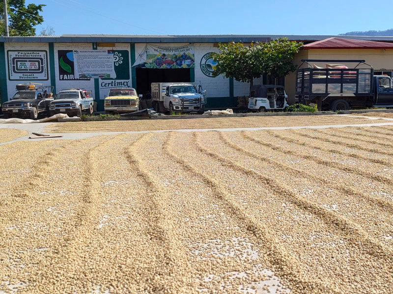 MEXICO FT-FLO/USA ORGANIC TRIUNFO VERDE - 37030 - GrainPro Bags - SPOT RCWHSE