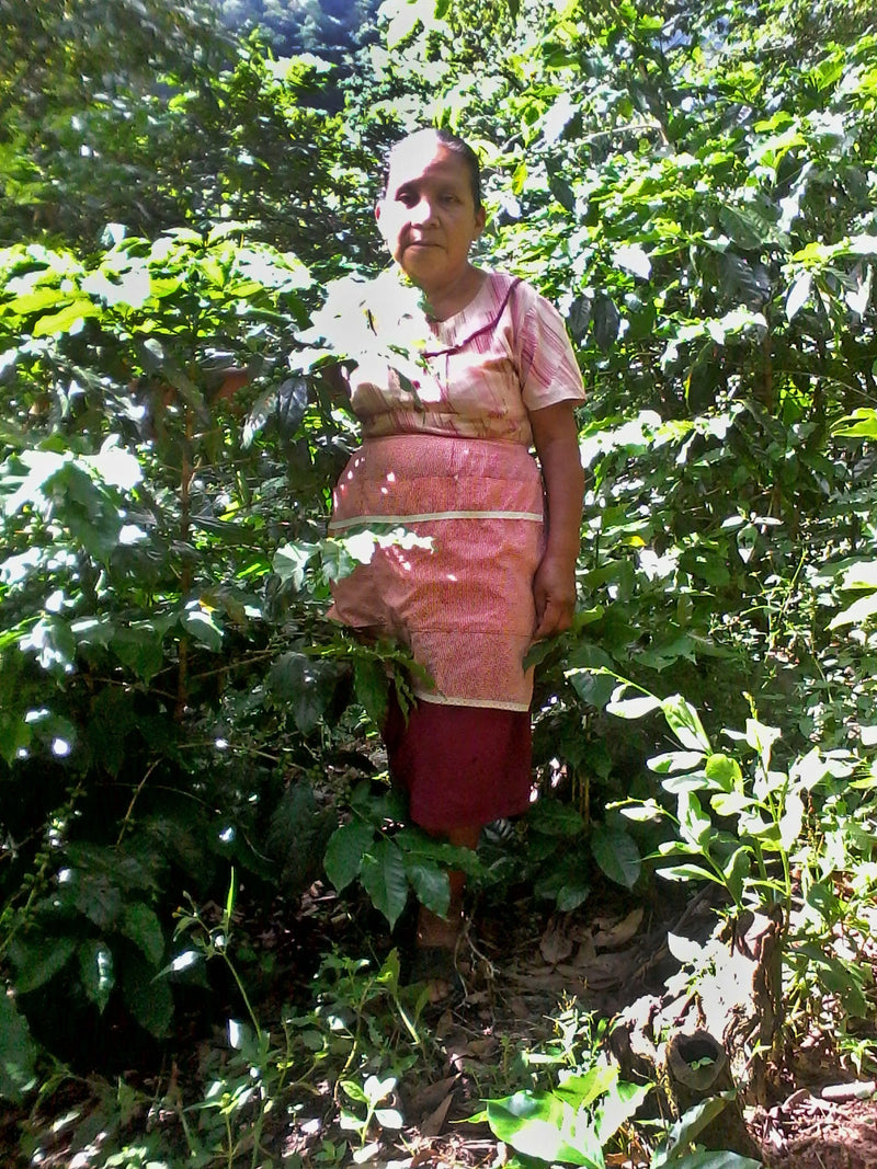 MEXICO FT-FLO ORGANIC ALTO DE CHIAPAS SHG EP - 40218-1 - GrainPro Bags - SPOT COSEATAC