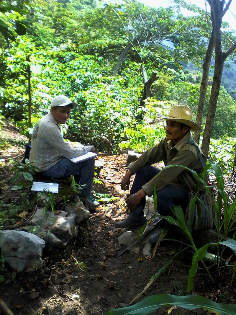 MEXICO FT-FLO ORGANIC ALTOS DE CHIAPAS SHG EP - *50052* - 24314 - SPOT RCWHSE