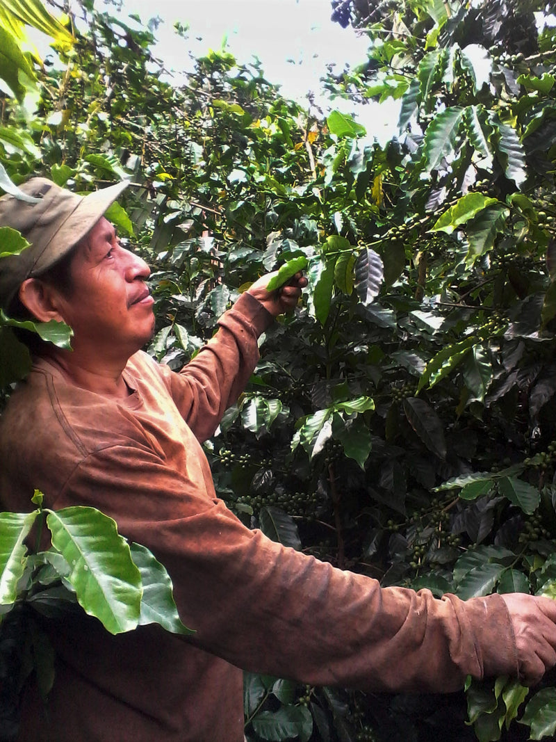 MEXICO FT-FLO ORGANIC ALTOS DE CHIAPAS SHG EP - *51271* - 24311 - SPOT RCWHSE