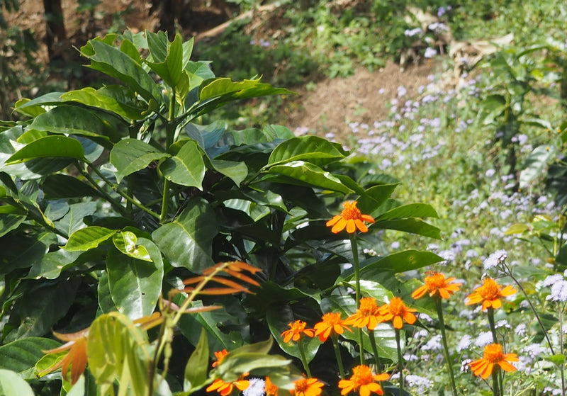MEXICO FT-FLO ORGANIC ALTO DE CHIAPAS SHG EP - 40218 - GrainPro Bags - SPOT RCWHSE