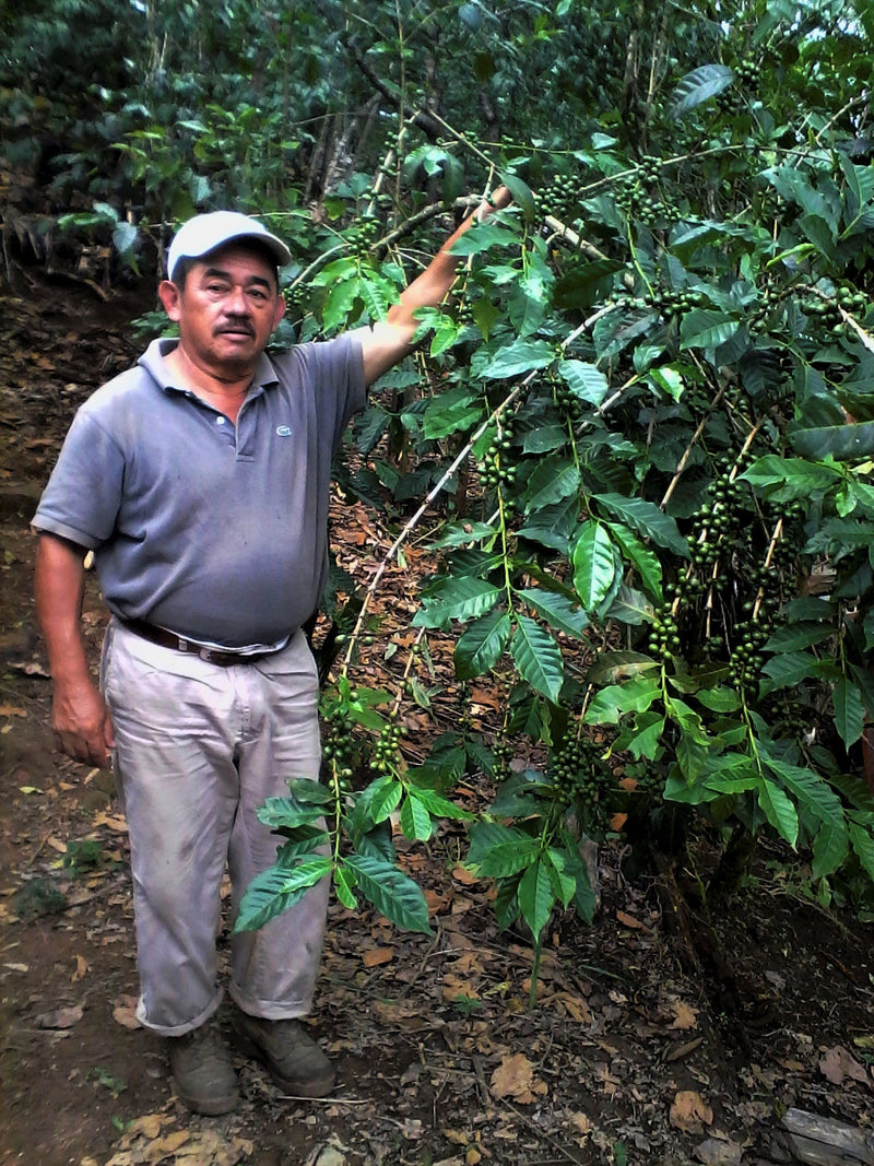 MEXICO FT-FLO ORGANIC ALTOS DE CHIAPAS SHG EP - *50052W* - 27418 - SPOT COSEATAC