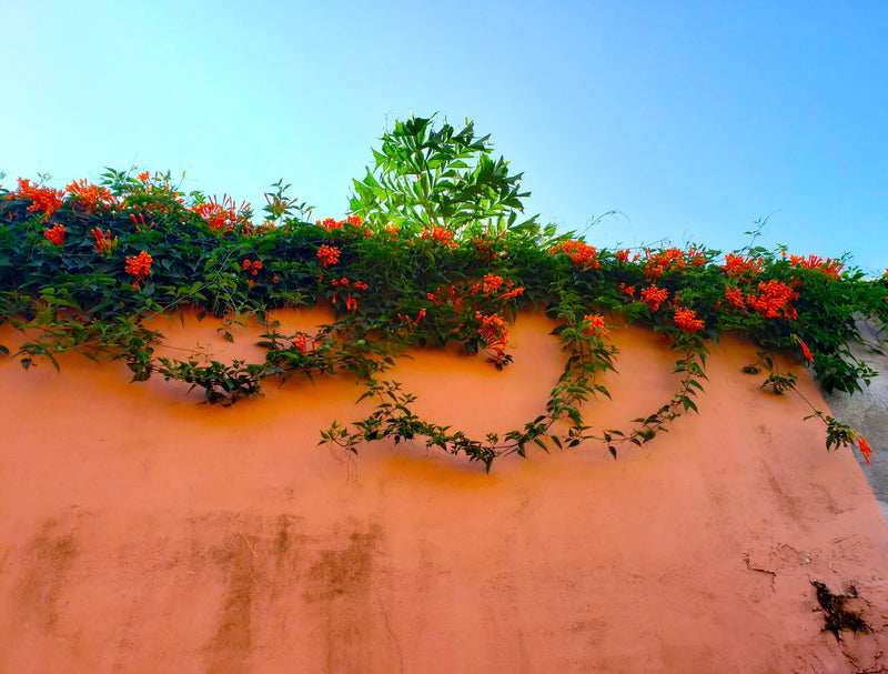 MEXICO ORGANIC CHIAPAS GRAPOS ALTURA HG EP - 33419 - SPOT RCWHSE