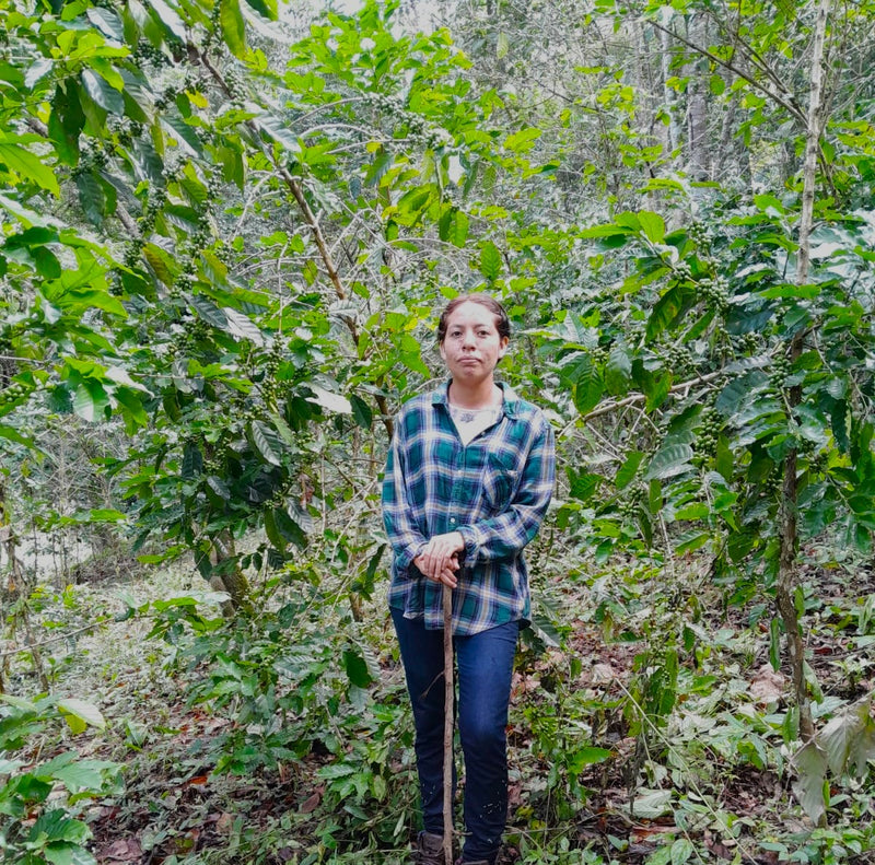 MEXICO ORGANIC CHIAPAS QUINTAL DE ORO SHG EP - 33920 - 60.0 kg Ecotact Bags - SPOT RCWHSE