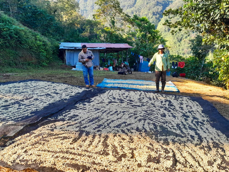 MEXICO ORGANIC CHIAPAS QUINTAL DE ORO SHG EP - 33920 - 60.0 kg Ecotact Bags - SPOT RCWHSE