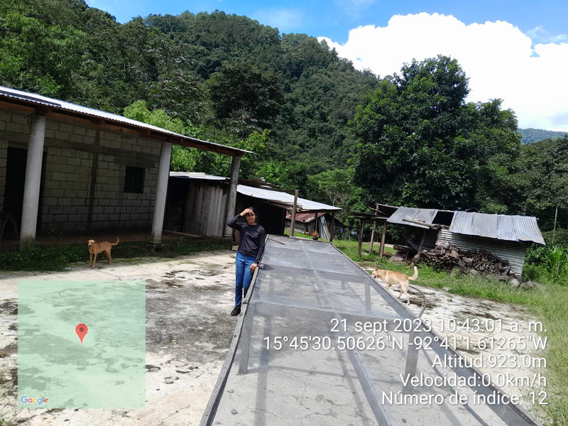 MEXICO ORGANIC CHIAPAS QUINTAL DE ORO SHG EP - 33920 - 60.0 kg Ecotact Bags - SPOT RCWHSE