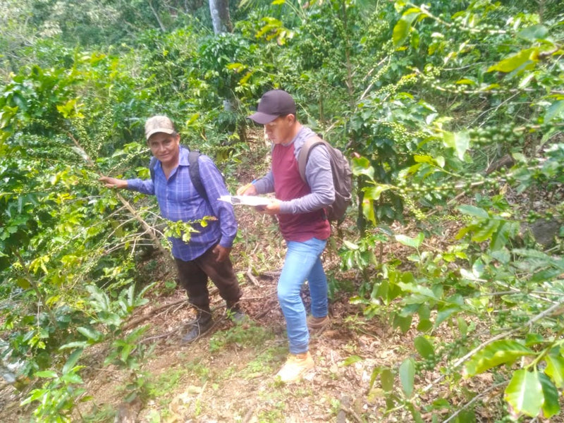 MEXICO ORGANIC CHIAPAS QUINTAL DE ORO SHG EP - 33920 - 60.0 kg Ecotact Bags - SPOT RCWHSE