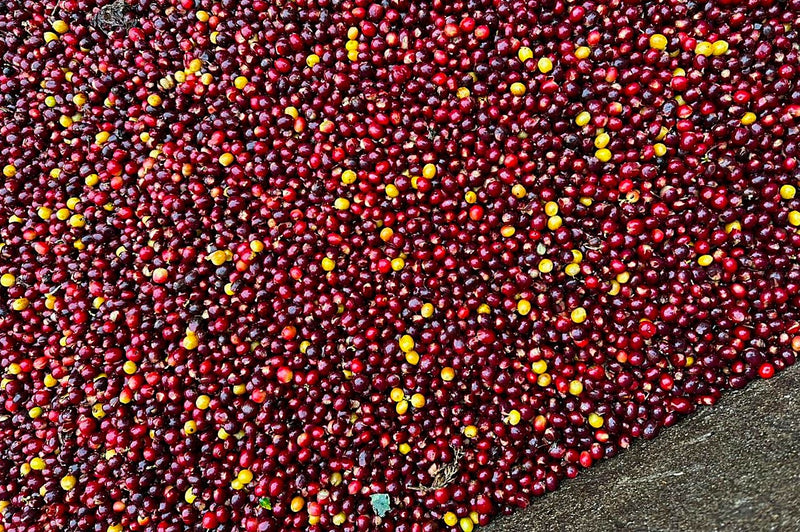 MEXICO ORGANIC CHIAPAS SHG EP - 38426-1 - SPOT COSEATAC