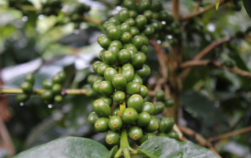 India Mylemoney Estate - 28619-2 - 60.0 kg GrainPro Bags - SPOT RCWHSE