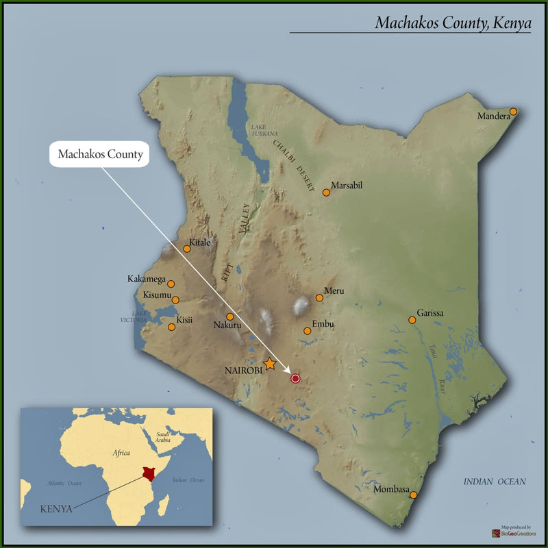 Kenya Machakos Kaliluni Peaberry - 45KF1002 *51651* - 25564 - GrainPro Bags - SPOT RCWHSE