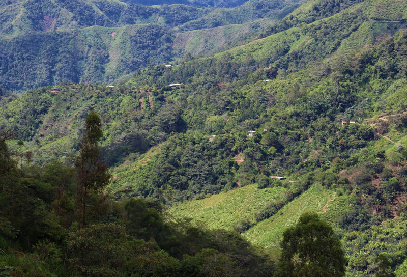 PERU ORGANIC SANTA TERESA MANUEL RIVASPLATA - 29919-1 - GrainPro Bags - SPOT RCWHSE