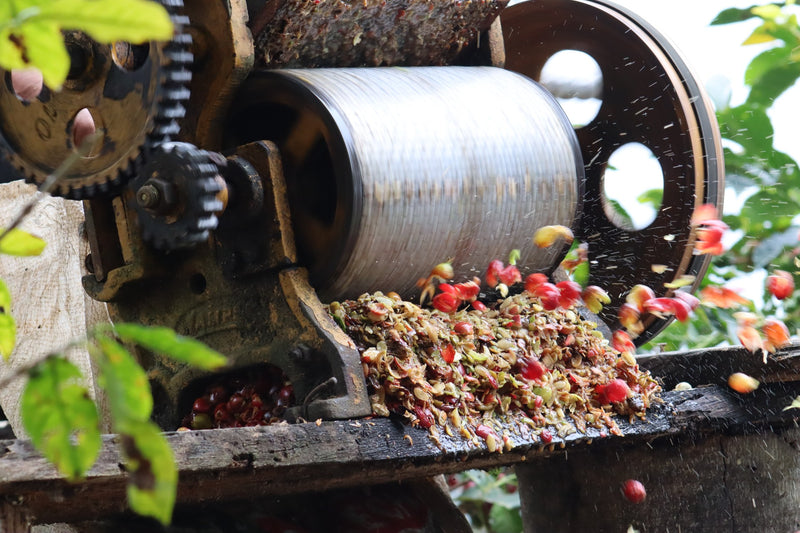 PERU ORGANIC SANTA TERESA MANUEL RIVASPLATA - 29919-1 - GrainPro Bags - SPOT RCWHSE