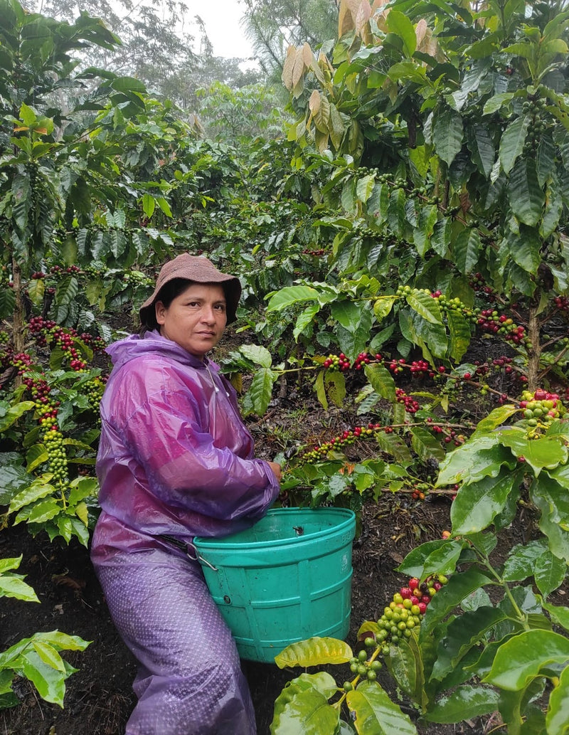 PERU FT ORGANIC AMAZONAS JUMARP HONEY - *50524* - 24889 - Ecotact Bags - SPOT RCWHSE