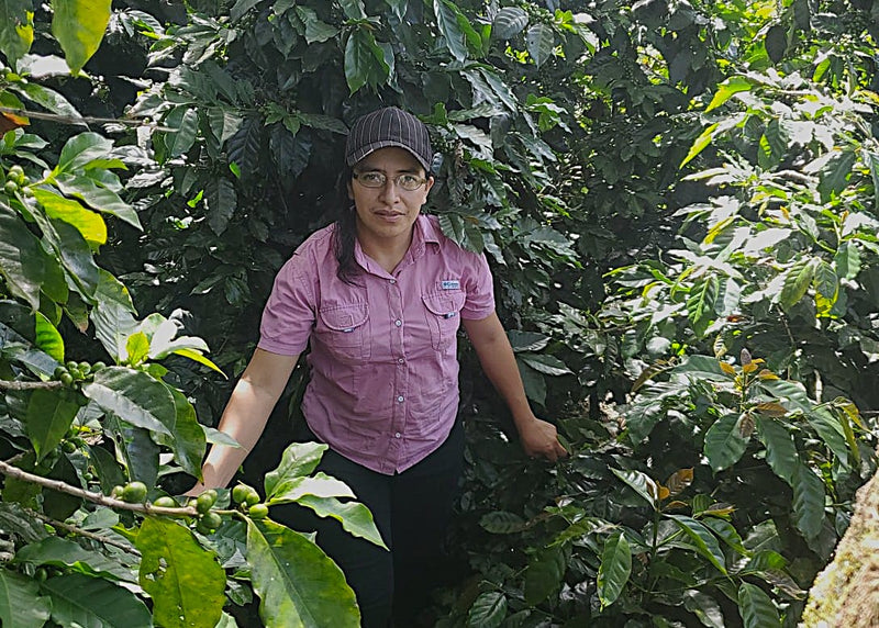 Honduras Lempira Finca Brisas del Congolon Double Fermentation - 38135 - GrainPro Bags - SPOT RCWHSE
