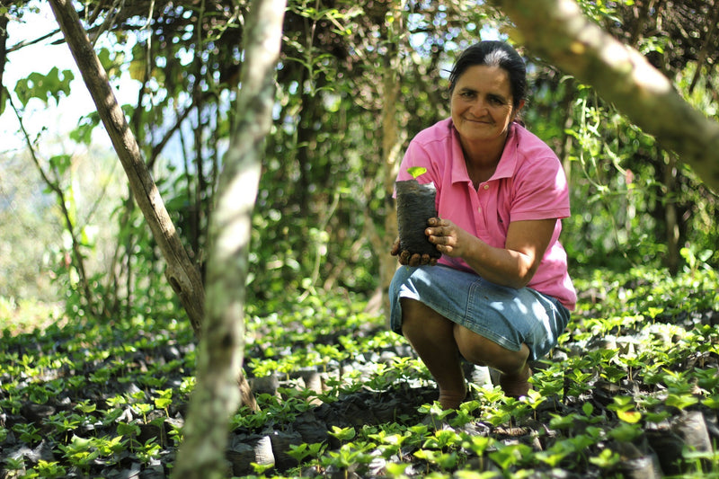 HONDURAS FT ORGANIC COMSA MANOS DE MUJER SHG EP - *49572* - 25239 - GrainPro Bags - SPOT RCWHSE