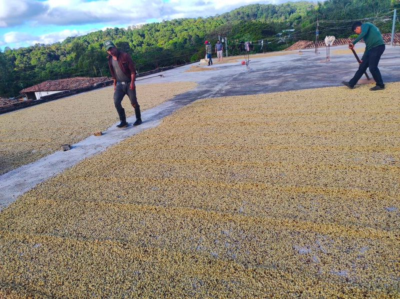 Honduras Lempira Maria Maribel Martinez Finca Aleley - 30926-1 - Ecotact Bags - SPOT COSEATAC