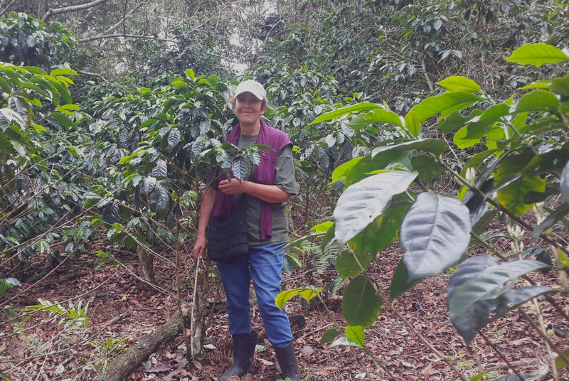 Bolivia Caravani Finca Villa Del Carmen Maria Nidia Azcarrunz Peaberry - *52613* - 27103 - 66.7 kg GrainPro Bags - SPOT RCWHSE