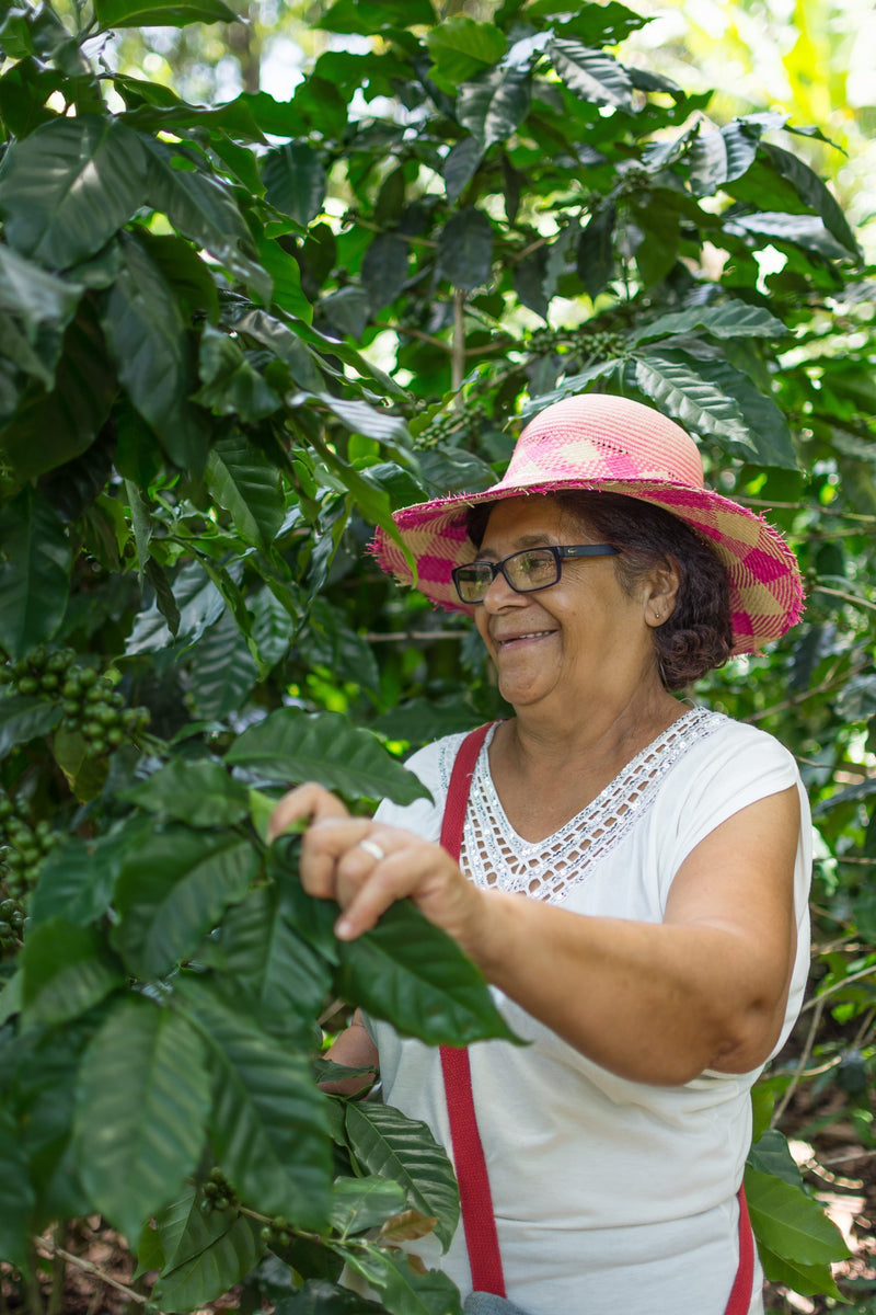 HONDURAS FT-FLO/USA ORGANIC MARIA TRANCITO ARGUETA - 34257 - GrainPro Bags - SPOT RCWHSE