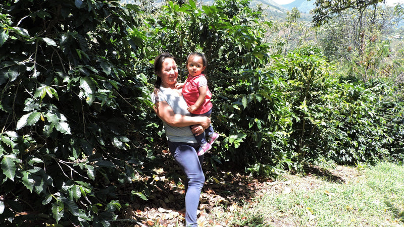 Colombia Narino San Pablo AA - *51420* - 24964 - GrainPro Bags - SPOT RCWHSE