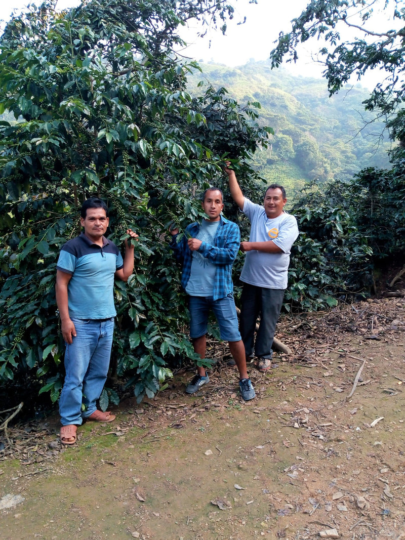 PERU ORGANIC JAEN GRUPO CHINGAMA AGUA AZUL - *51402* - 25733 - GrainPro Bags - SPOT RCWHSE