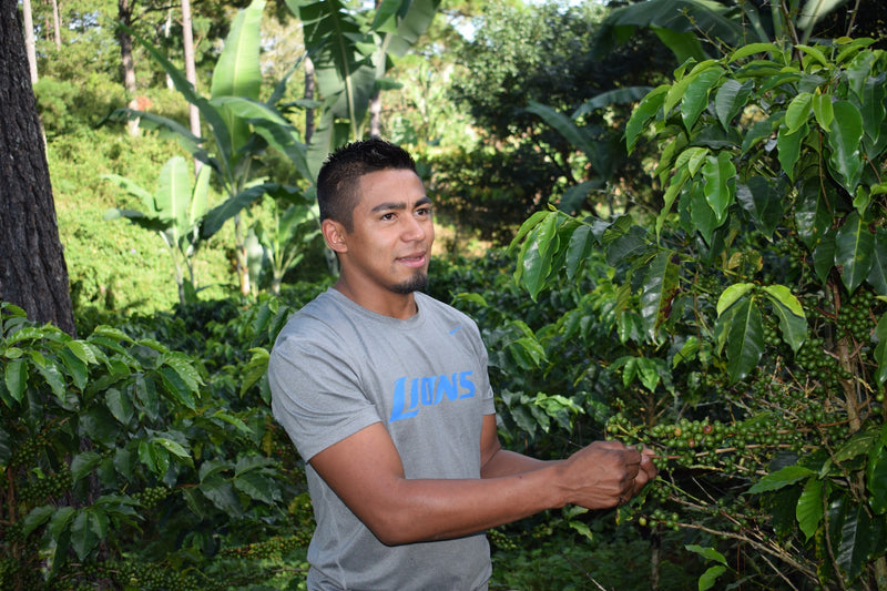 HONDURAS FT ORGANIC MELVIN ALONZO - *50961* - 25387 - GrainPro Bags - SPOT RCWHSE