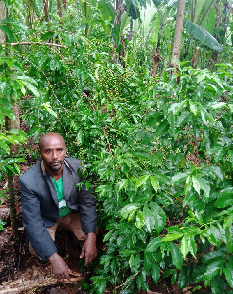Ethiopia Farmgate COE National Select Jury West Arsi 1 Natural Mengestu Admasu Bezabh - 30272 - GrainPro Bags - SPOT RCWHSE