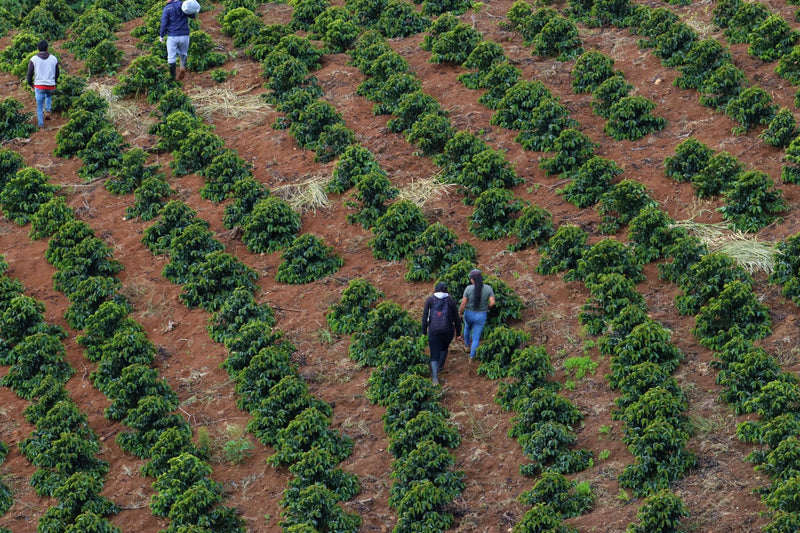 PERU ORGANIC SANTA TERESA MERLY LEON - 29912-1 - GrainPro Bags - SPOT RCWHSE