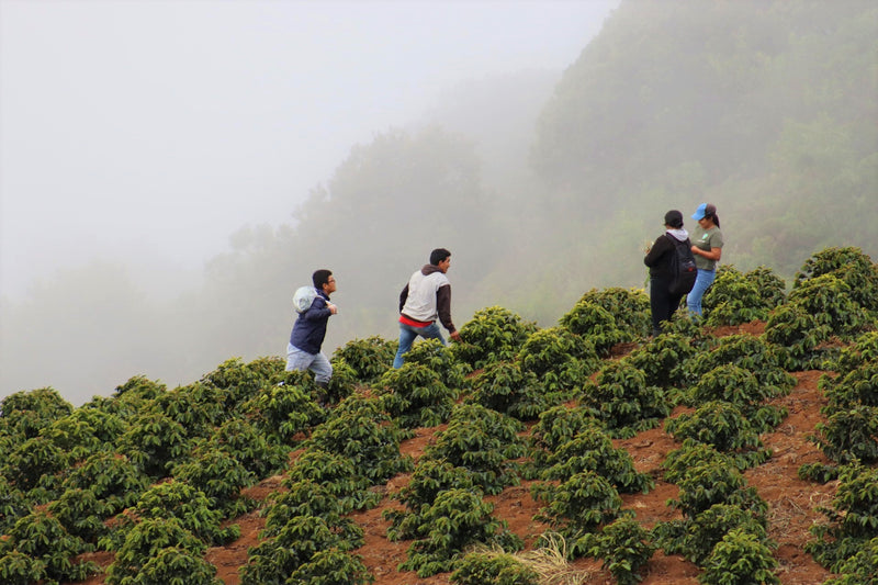 PERU ORGANIC SANTA TERESA MERLY LEON - 29912-1 - GrainPro Bags - SPOT RCWHSE