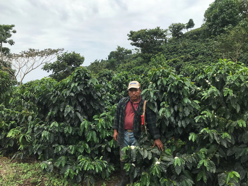 Mexico Chiapas Finca Hidalgo HG EP - *50502* - 24709 - SPOT RCWHSE