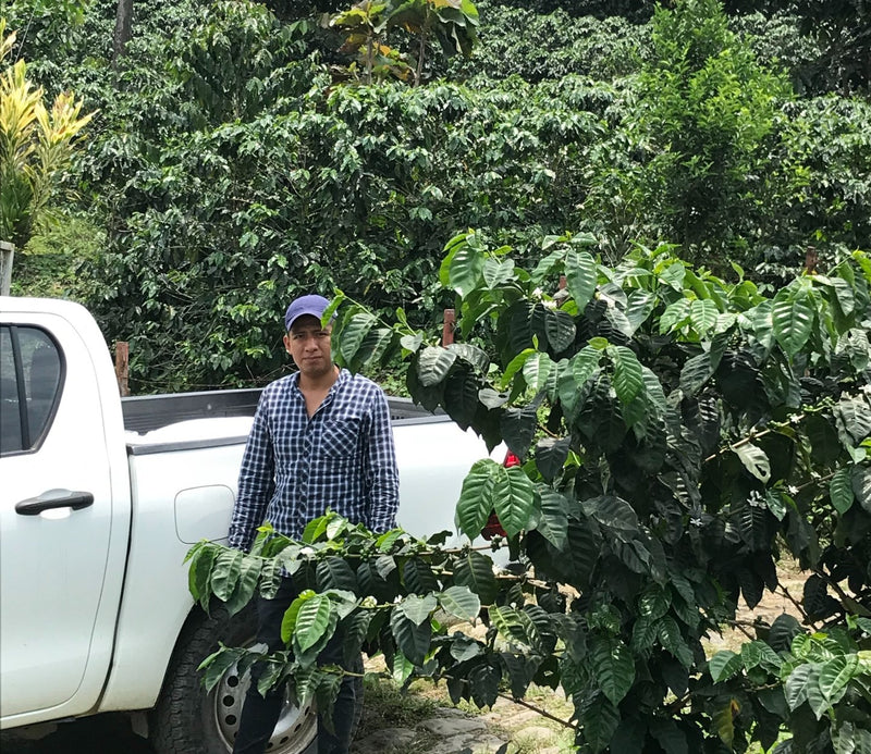 Mexico Chiapas Finca Hidalgo HG EP - *50503* - 24710 - SPOT RCWHSE