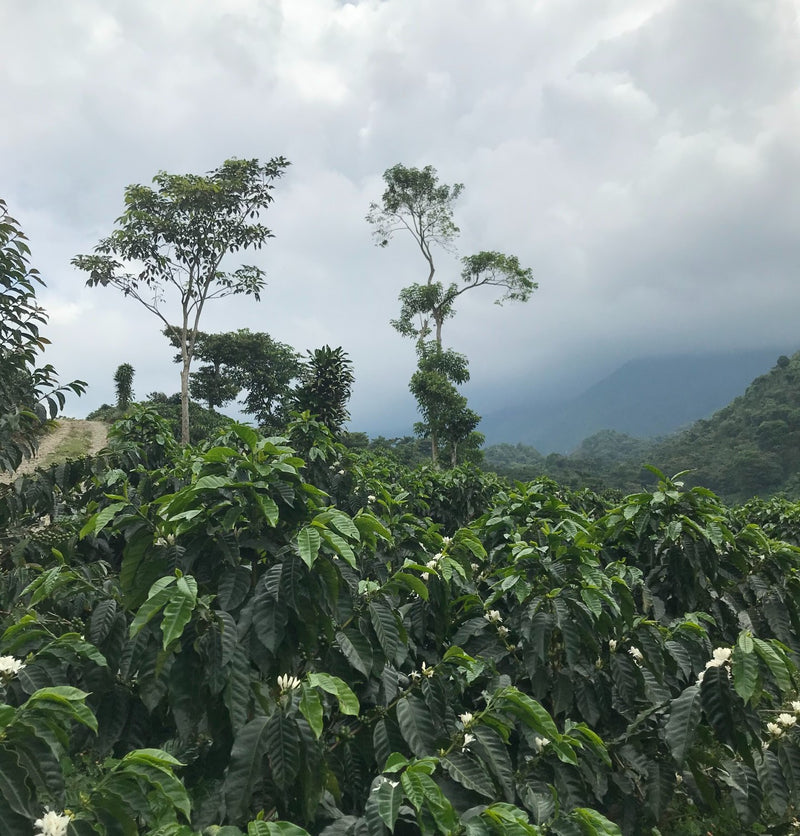 Mexico Chiapas Finca Hidalgo HG EP - *50503* - 24710 - SPOT RCWHSE
