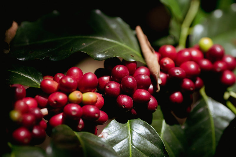 Ethiopia Yirgacheffe 2 Natural Belayneh Jibicho - 36786 - GrainPro Bags - SPOT RCWHSE