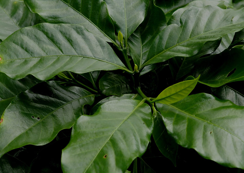 PERU FT-FLO/USA ORGANIC SAN IGNACIO VALLE VERDE - *51400V* - 26191 - GrainPro Bags - SPOT SEAFORTH