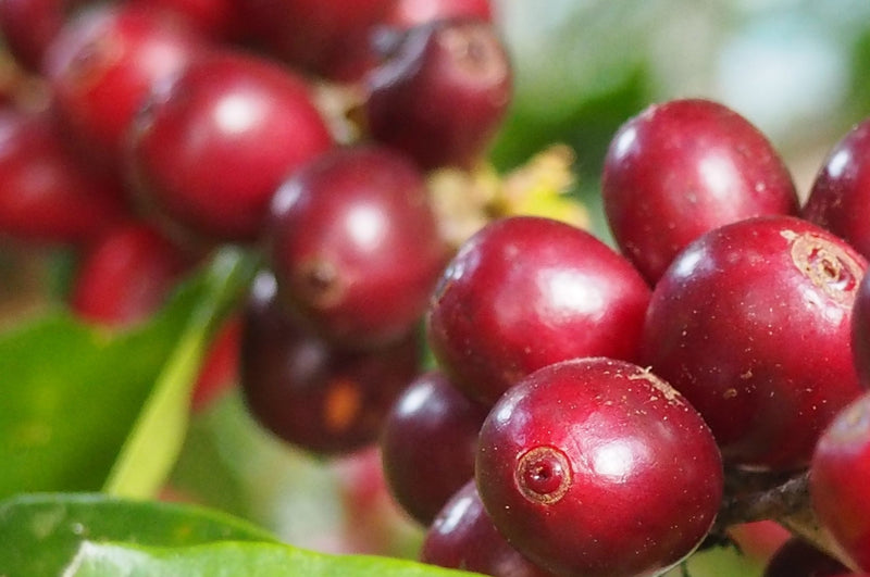 Mexico Oaxaca Pluma Juquila  - 33164-1 - GrainPro Bags - SPOT SEAFORTH