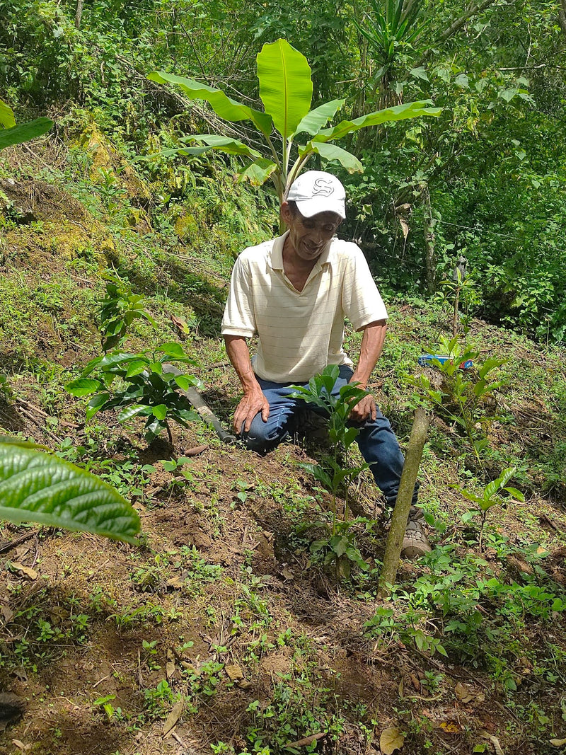 Mexico Oaxaca Pluma Santa Cruz Ozolotepec - 39725 - GrainPro Bags - SPOT RCWHSE